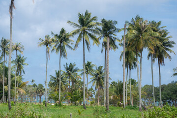 Fototapeta na wymiar coconut tree on garden blue sky