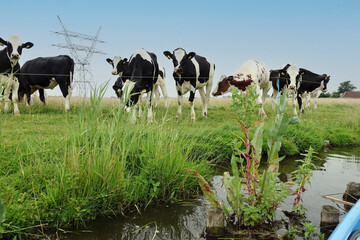 Fototapeta premium Cows in water land Eilandspolder in the Netherlands.