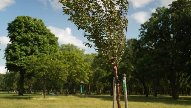 Young tree sapling growing in a park, on a bright summer day, and swaying in the wind, in slow motion. Planting trees in London, for a cleaner future.