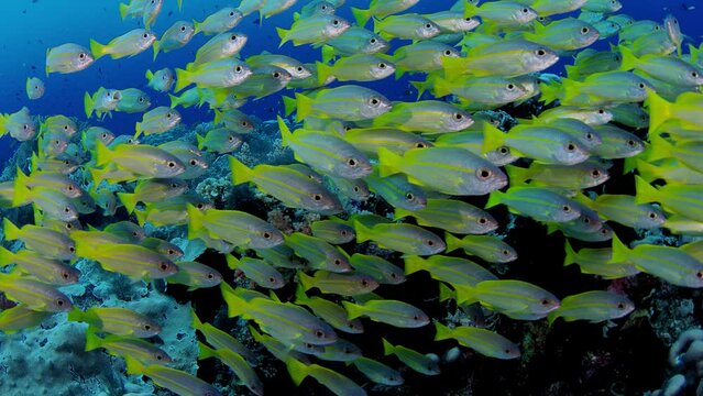 A school of Bluestripped snapper (Lutjanus kasmira) are swimming in a coral Reef, Maldives, Indian ocean, Asia