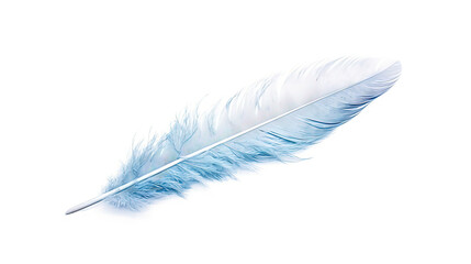 Bird feather on white background. Beautiful bird plumage or wing element, isolated smooth feather.