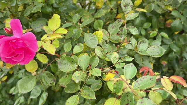 Brown and black spots on rose leaves. Plant affected by downy mildew, Peronospora sparsa disease.
