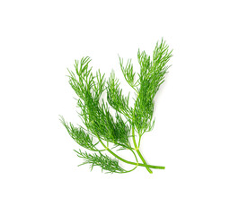 Dill sprig isolated. Fresh fennel twig, herb plant closeup, macro photo of fragrant dill twig