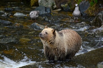 Grizxly bear in the river.