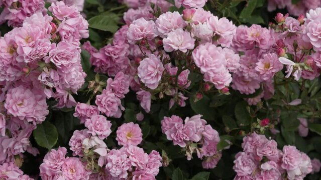 Abundantly flowering bushes of delicate pink roses. Beautiful pink flowers in nature. Pink border climbing rose. Panorama to the left. High quality 4k footage