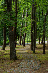path in the woods