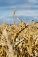 wheat field in summer