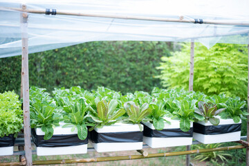 Hydroponic herbs and vegetables to grow at home.