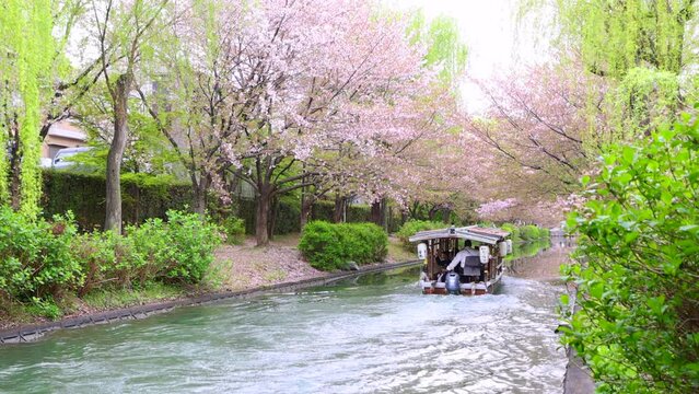 京都-十石舟の桜-02