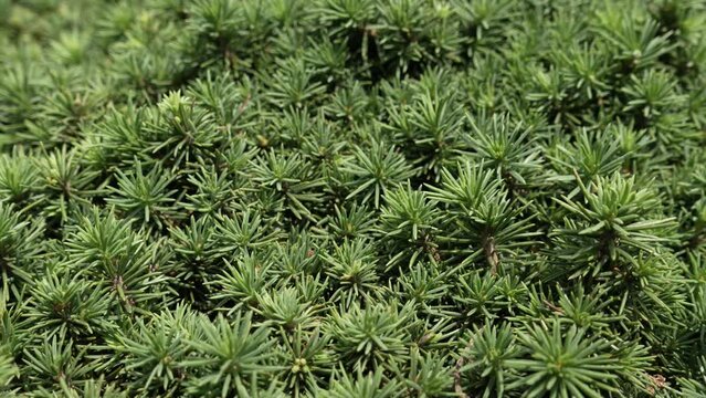 Bright green thorny branches of coniferous pine close-up. Small young branches of a coniferous plant, juniper. Panorama right. High quality 4k footage