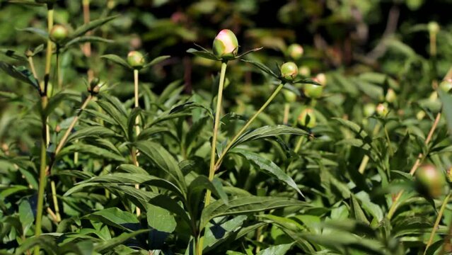No Blooming Peony flower bud
