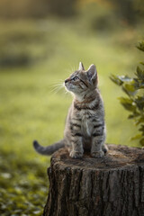 Photo of a striped kitten on a stump in a summer garden.