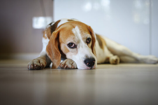 Sad dog. Cute beagle dog lying down on the floor and looking into camera