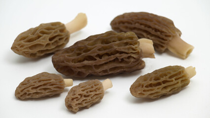 morilles sur fond blanc