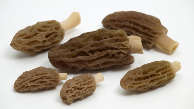 morilles sur fond blanc