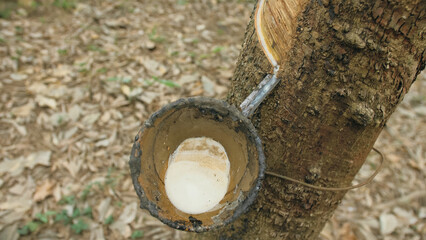 Fototapeta na wymiar Small wooden bowl fastened to rubber tree trunk to gather latex milk in traditional way at plantation extreme close up. Tree plantation agriculture of asia for natural latex extraction.
