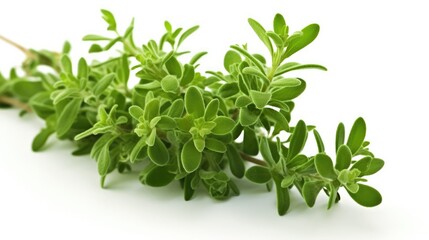 Caraway. Italian and French herbs. Seasoning for cooking. Green leaves on a white background