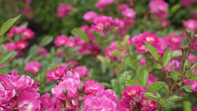 Beautiful pink flowers in nature on a sunny day. Abundantly flowering pink rose bushes. Hybrid tea rose or ground cover rose. Close up panorama. High quality 4k footage