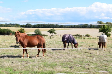 Naklejka na ściany i meble horses on the grassland