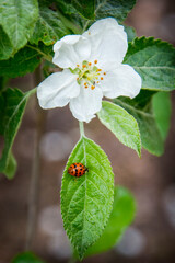 Ladybug on a blooming apple tree, close-up. Spring season.