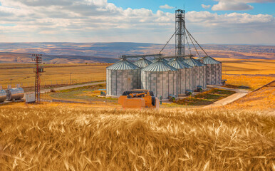 Combine harvester harvesting wheat field - Agricultural Silos for storage and drying of grains,...
