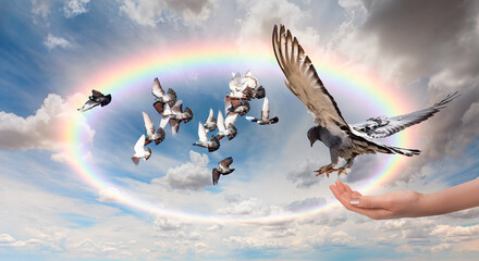 Freedom and peace concept - The woman hands free the pigeon into the sky