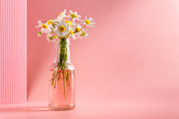 Delicate daisies in a vase on a pink background