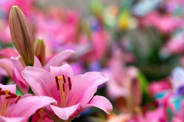 Multi-colored lily close-up