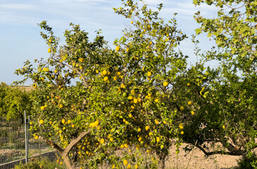 Lemon tree farm plantation. Lemon trees garden. Citrus fruit on a branch with green leaves. Lemon Harvest season in Spain Grove. Citrus Tangerine plant.