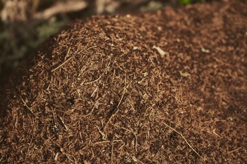 Giant anthill in the European forest.