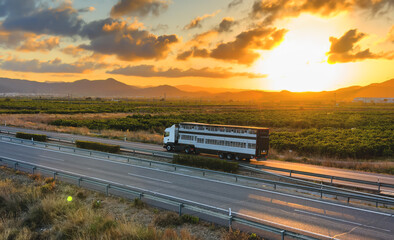Animal transporter truck driving on a highway. Semi-trailer truck with farm animals in trailer on motorway. Livestock transportation logistics.