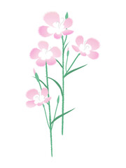秋の七草の花、ピンク色の撫子