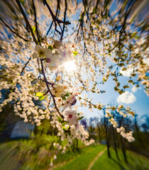 Blooming plum tree in the garden. Colorrful morning scene in April. Beautiful floral background. Anamorphic macro photography.