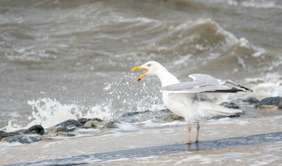 Eine Silbermöwe steht am Ufer vor der aufgewühlten Nordsee