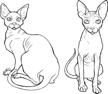 Vector illustration Sphynx cat linear drawing. sitting angry displeased bald cat. Line art template suitable for coloring book page. Print isolated on white background. sitting pet freehand drawing