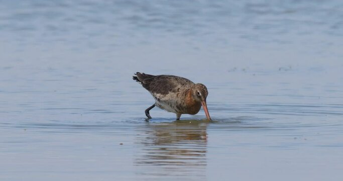 Wildlife - birds. Black-tailed godwits are found in flocks near the seaside in winter. They breed in wetlands, meadows and pastures. They usually feed on invertebrates.
