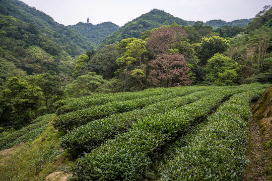 Tea Fields In Maokong, Taipei, Taiwan.