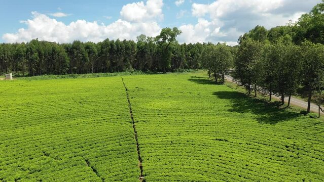 Aerial view of Green tea plantation Keffa Bonga Ethiopia
