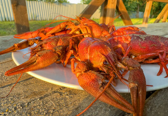 Lobster on plate on a wooden table. Crawfish Snack to beer. Crayfish Beer snack dish. Boiled crawfish, red clayfish eat. Fresh cooked Crawfishes.