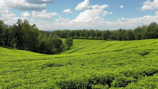 Aerial view of Green tea plantation Keffa Bonga Ethiopia