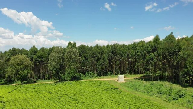 Aerial view of Green tea plantation Keffa Bonga Ethiopia