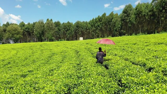 Man with an umbrella working at green tea plantation Keffa Bonga Ethiopia