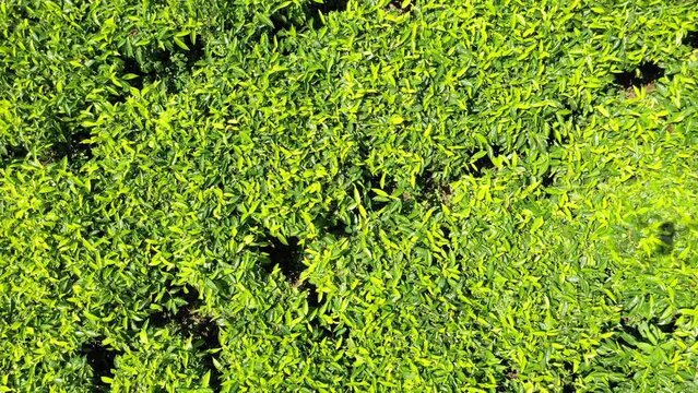 Aerial view of Green tea plantation Keffa Bonga Ethiopia