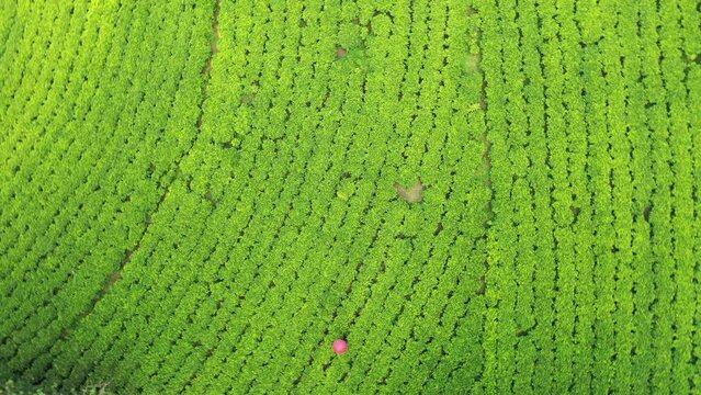 Aerial view of people working at green tea plantation Keffa Bonga Ethiopia