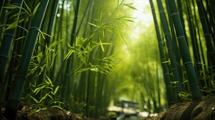 Tropical bamboo forest by the river