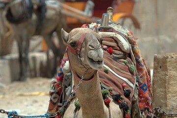 Wielbłąd (Camelus)