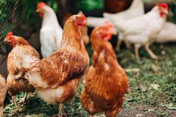 Chiken on the farm. Happy animals at home farming organic culture. Natural living lifestyle animal bird