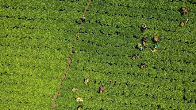 Aerial view of people working at green tea plantation Keffa Bonga Ethiopia