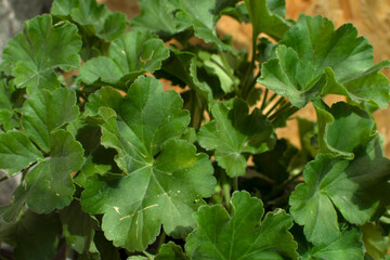 Obraz premium Closeup view of the green leaves of a Pelargonium (Geranium)
