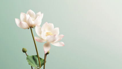 American lotus (Nelumbo lutea) flower background, Flowers composition as background project graphic design